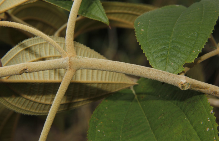 Figura. 2 Hojas <i>Conostegia xalapensis</i>, (Melastomataceae). Area de Conservación Guanacaste, Sector Rincón Rain Forest, Cafecito, Estación Leiva (elevación 455 metros), colectada el 10 Noviembre 2018. Foto, Jorge Hernández.