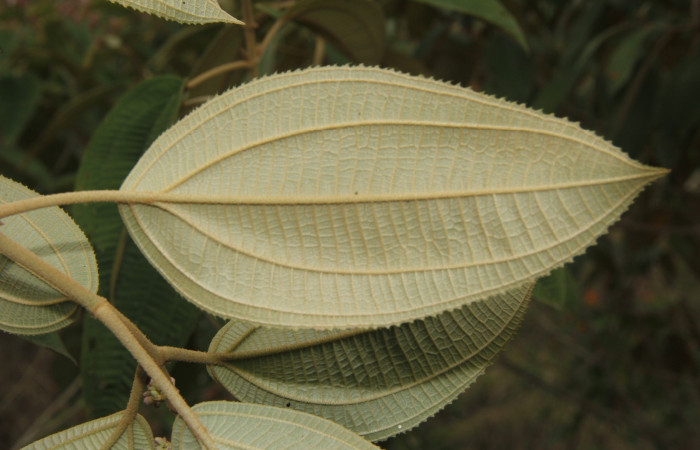 Figura. 3 Hojas envés <i>Conostegia xalapensis</i>, (Melastomataceae). Area de Conservación Guanacaste, Sector Rincón Rain Forest, Cafecito, Estación Leiva (elevación 455 metros), colectada el 10 Noviembre 2018. Foto, Jorge Hernández.