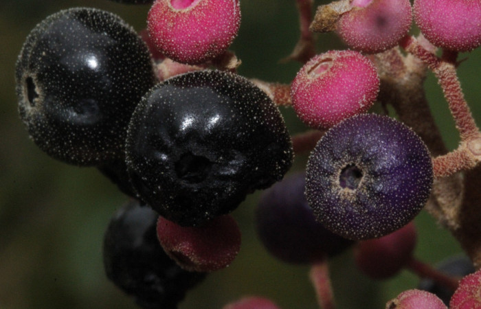 Figura. 9 Frutos maduros <i>Conostegia xalapensis</i>, (Melastomataceae). Area de Conservación Guanacaste, Sector Rincón Rain Forest, cafecito, Estación Leiva, (elevación 455 metros), colectada el 26 de Setiembre 2018. Foto, Jorge Hernández.