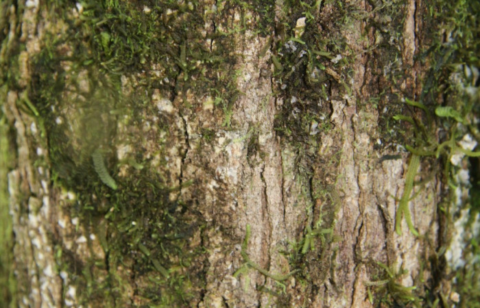 Figura. 5 Corteza <i>Conostegia xalapensis</i>, (Melastomataceae). Area de Conservación Guanacaste, Sector Rincón Rain Forest, cafecito, Estación Leiva, (elevación 455 metros), colectada el 26 de Setiembre 2018. Foto, Jorge Hernández.