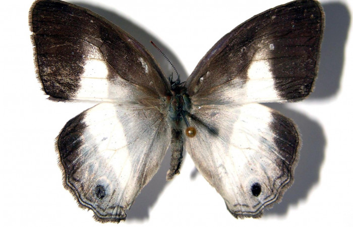 Figura 14. Adulto <i>Pareuptychia</i> metaleucaDHJ02 (Nymphalidae), posición dorsal. Área de Conservación Guanacaste, Sector Santa Rosa. 02-SRNP-5983-DHJ96632.     