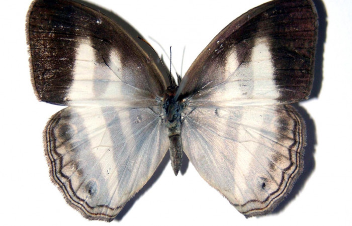 Figura 12. Adulto <i>Pareuptychia ocirrhoe</i> (Nymphalidae), posición dorsal. Área de Conservación Guanacaste, Sector Santa Rosa. 03-SRNP-1304-DHJ96680.