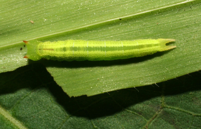 Figura 7. Larva <i>Pareuptychia ocirrhoe</i> (Nymphalidae), posición dorsal en la hoja de la planta <i>Paspalum nutans</i> (Poaceae). 11-SRNP-30584-DHJ481623.jpg.