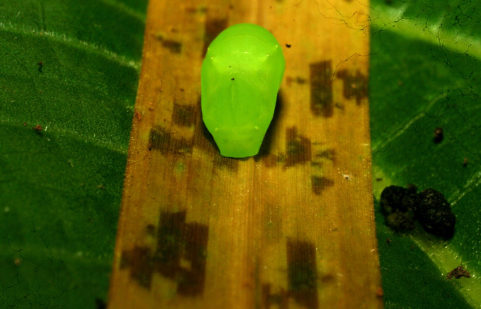 Figura 11. Larva <i>Pareuptychia ocirrhoe</i> (Nymphalidae), posición pupa en la hoja de la planta <i>Paspalum nutans</i> (Poaceae). 11-SRNP-30615-DHJ481668.jpg.