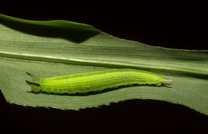 Figura 2. Larva <i>Pareuptychia ocirrhoe</i> (Nymphalidae), posición lateral en la hoja de la planta <i>Paspalum nutans</i> (Poaceae). 11-SRNP-31434-DHJ482459.jpg.     