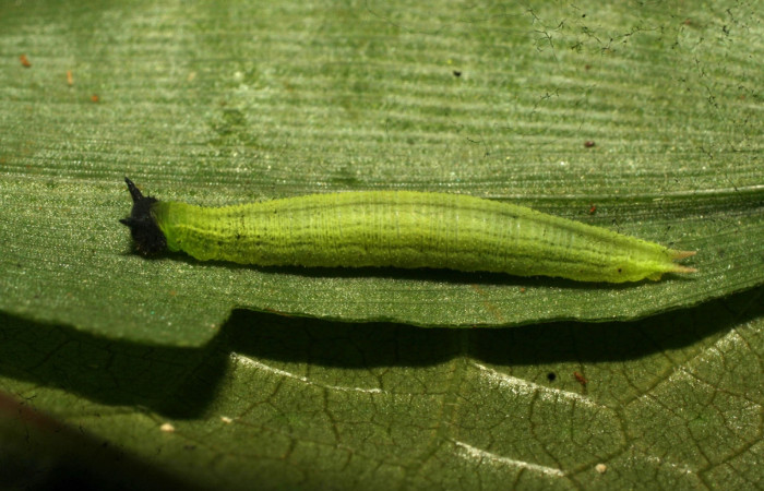 Figura 15. Larva <i>Pareuptychia</i> metaleucaDHJ02 (Nymphalidae), posición lateral en la hoja de la  planta <i>Ichnanthus pallens</i> (Poaceae). 11-SRNP-32993-DHJ484401.jpg.  