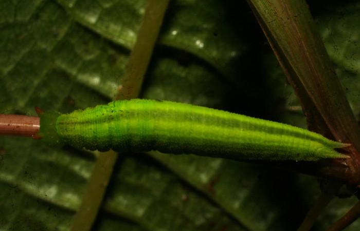 Figura 9. Larva <i>Pareuptychia ocirrhoe</i> (Nymphalidae), posición dorsal en la hoja de la planta <i>Paspalum decumbens</i> (Poaceae). 11-SRNP-33116-DHJ484614.jpg.