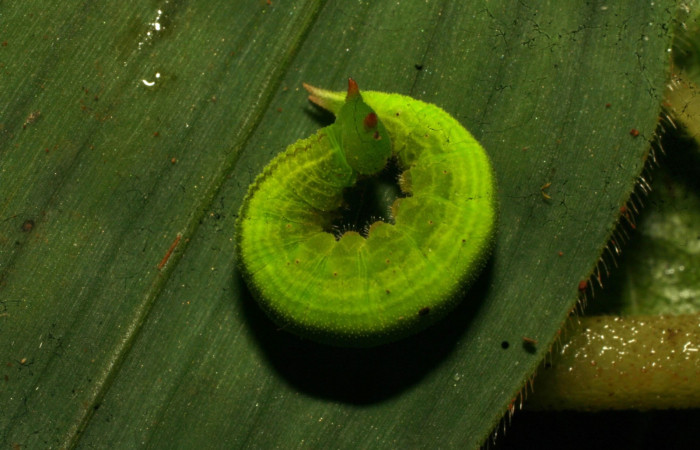 Figura 8. Larva <i>Pareuptychia ocirrhoe</i> (Nymphalidae), posición espiral en la hoja de la planta <i>Paspalum decumbens</i> (Poaceae). 11-SRNP-33116-DHJ484620.jpg.