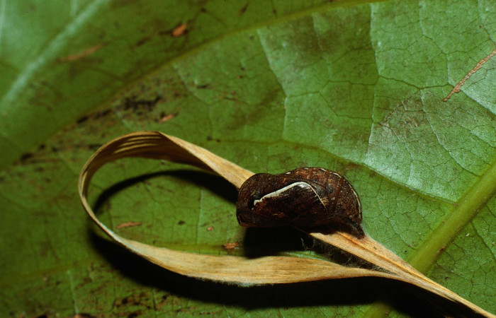 Figura 8. Pupa de <i>Yphthimoides renata</i> (Nymphalidae), vista lateral, localidad, Sendero Abajo, Sector Cacao, ACG (1020m) Voucher: 02-SRNP-9679-DHJ67741.jpg.