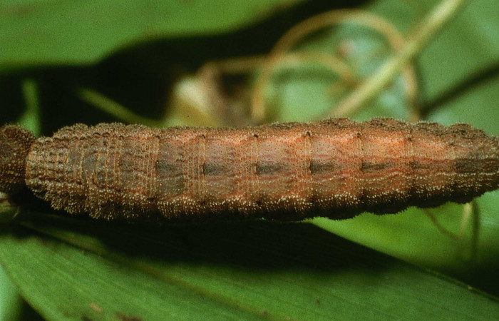 Figura 6. Larva <i>Yphthimoides renata</i> (Nymphalidae), en último estadío (U) vista dorsal, localidad Sendero Arenales, Sector Cacao, ACG (1080m) Voucher: 03-SRNP-23711-DHJ79228.jpg.