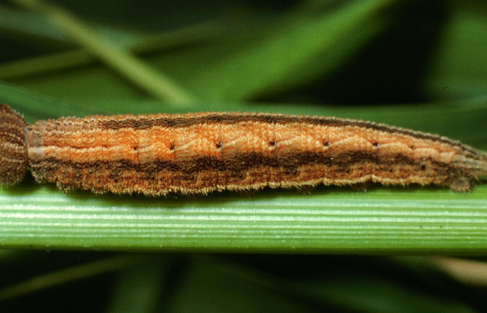 Figura 5. Larva <i>Yphthimoides renata</i> (Nymphalidae), en último estadío (U) vista lateral, localidad Sendero Arenales, Sector Cacao, ACG (1080m). Voucher: 03-SRNP-4567-DHJ73425.jpg.