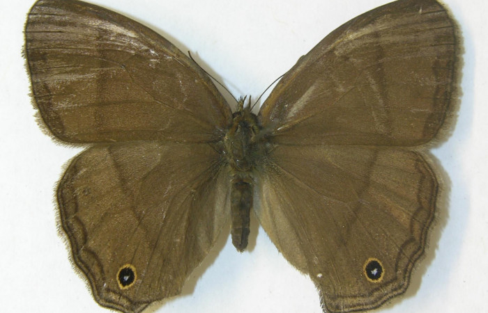 Figura 13. Adulto de <i>Yphthimoides renata</i> (Nymphalidae),  hembra vista ventral, localidad, Estación Pitilla ACG (675m). Voucher 11-SRNP-33305-DHJ556049.jpg.