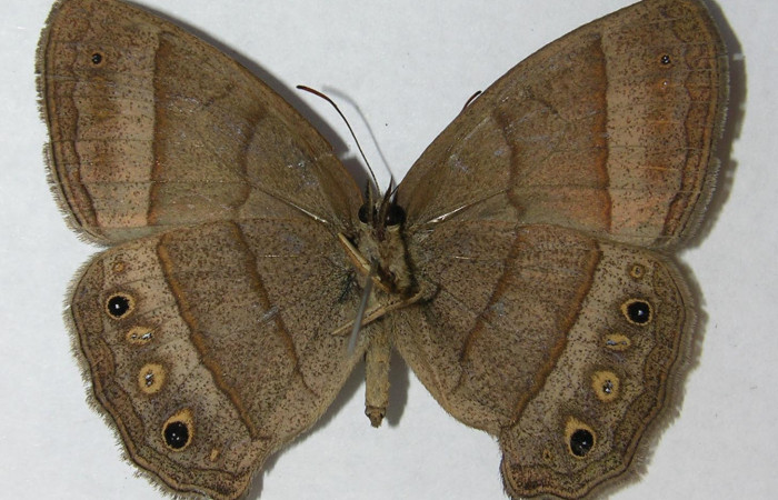Figura 12. Adulto de <i>Yphthimoides renata</i> (Nymphalidae),  hembra vista dorsal, localidad, Estación Pitilla ACG (675m). Voucher 11-SRNP-33305-DHJ556048.jpg.