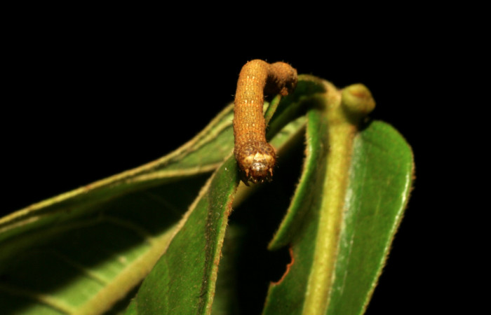 Figura 8. <i>Iridopsis</i> herseDHJ06 familia (Geometridae). En posición lateral, PU estadio. Voucher, 07-SRNP-42909-DHJ434957.