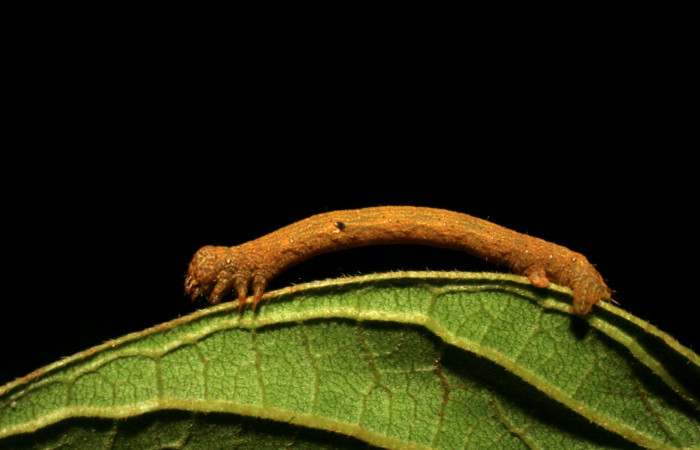 Figura 7. <i>Iridopsis</i> herseDHJ06 familia (Geometridae). En posición lateral, PU estadio. Voucher, 07-SRNP-42909-DHJ434958.
