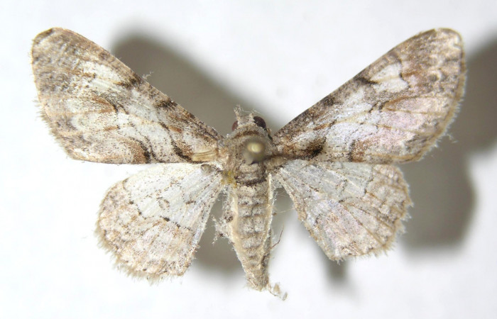 Figura 11. <i>Iridopsis herse</i> familia (Geometridae). vista dorsal, PU estadio. Voucher, 13-SRNP-55427-DHJ594214.
