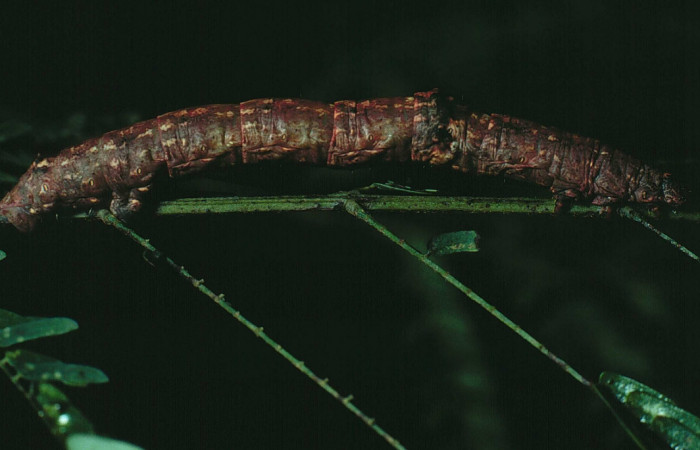 Figura 14. <i>Iridopsis herse</i> en posición dorsal. Voucher, 82-SRNP-266-DHJ3974.