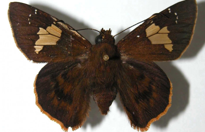Figura 1. Macho de <i>Venada naranja</i> (Hesperiidae). Vista dorsal, envergadura alar 48 mm de longitud. Voucher: 02-SRNP-24573-DHJ37720.jpg.  BIN: BOLD:AAB6412.