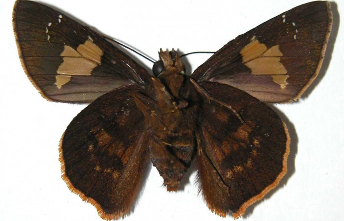 Figura 2. Macho de <i>Venada naranja</i> (Hesperiidae). Vista ventral, envergadura alar 48 mm de longitud. Voucher: 02-SRNP-24573-DHJ37721.jpg.  BIN: BOLD:AAB6412.