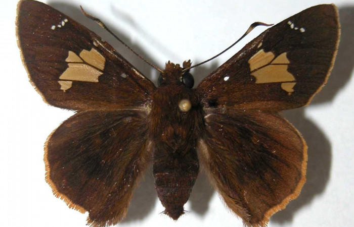 Figura 3. Hembra de <i>Venada naranja</i> (Hesperiidae). Vista dorsal, envergadura alar 42 mm de longitud. Voucher: 03-SRNP-3127-DHJ38180.jpg.  BIN: BOLD:AAB6412.