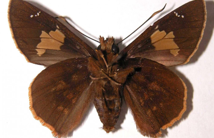 Figura 4. Hembra de <i>Venada naranja</i> (Hesperiidae). Vista ventral, envergadura alar 42 mm de longitud. Voucher: 03-SRNP-3127-DHJ38181.jpg.  BIN: BOLD:AAB6412.