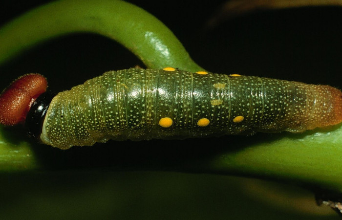 Fig 9. Larva de <i>Venada naranja</i> (Hesperiidae). Vista dorsal. Larva en penúltimo estadío, 18 mm de longitud. Foto: 20/febrero/2003. Estación Cacao. Voucher: 03-SRNP-3127-DHJ72107.jpg.