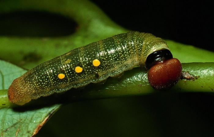 Fig 10. Larva de <i>Venada naranja</i> (Hesperiidae). Vista lateral. Larva en penúltimo estadío, 18 mm de longitud. Foto: 20/febrero/2003. Estación Cacao. Voucher: 03-SRNP-3127-DHJ72110.jpg.
