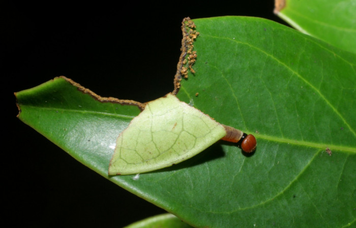 Fig 6. Casa de <i>Venada naranja</i> (Hesperiidae), vista de la casa, (9mm). Larva en segundo estadio. Foto: 22/junio/2008. Estación Cacao. Voucher: 08-SRNP-35742-DHJ441250.jpg.