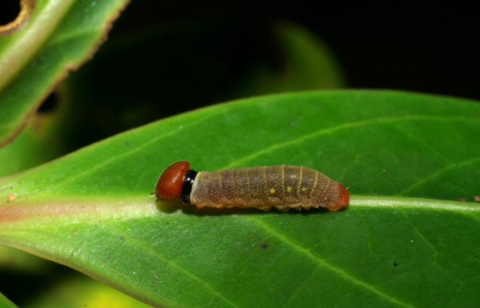 Fig 7. Larva de <i>Venada naranja</i> (Hesperiidae). Vista lateral. Larva en segundo estadio, 9 mm de longitud. Foto: 22/junio/2008. Estación Cacao. Voucher: 08-SRNP-35742-DHJ441253.jpg.