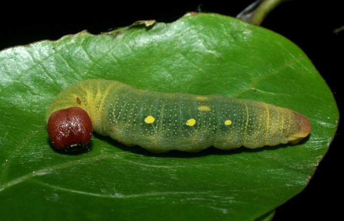 Fig 12. Larva de <i>Venada naranja</i> (Hesperiidae). Vista lateral. Larva en último estadío, 42 mm de longitud. Foto: 08/junio/2009. Estación Cacao. Voucher: 09-SRNP-35765-DHJ455633.jpg.