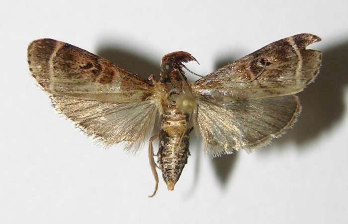 Figura 3. Adulto de <i>Tancoa</i> crinitaDHJ04,  vista dorsal. Voucher (00-SRNP-20621-  DHJ336068)