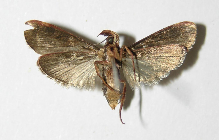 Figura 4. Adulto de <i>Tancoa</i> crinitaDHJ04, vista  ventral. Voucher (00-SRNP-20621-DHJ336069).