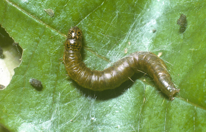 Fig. 5 Larva <i>Tancoa</i> crinita DHJ03, último estadio,  protegida con seda que ella misma produce. En  planta <i>Vochysia ferruginea</i> de la familia  Vochysiaceae. Voucher 04-SRNP-42000-  DHJ87113.jpg