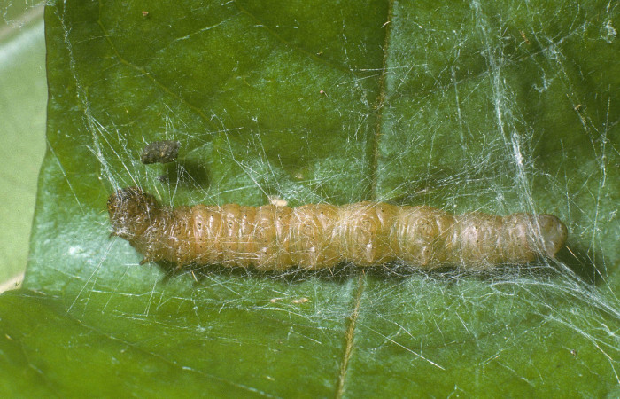 Fig. 6 Larva <i>Tancoa</i> crinita DHJ03, último estadio,  protegida con seda que ella misma produce. En planta  <i>Vochysia ferruginea</i> de la familia Vochysiaceae.  Voucher 04-SRNP-42000-DHJ87114.jpg