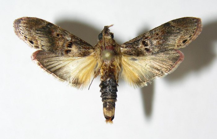 Figura 1. Adulto de <i>Tancoa</i> crinitaDHJ03,  vista dorsal. Voucher (05-SRNP-42639-  DHJ343822).