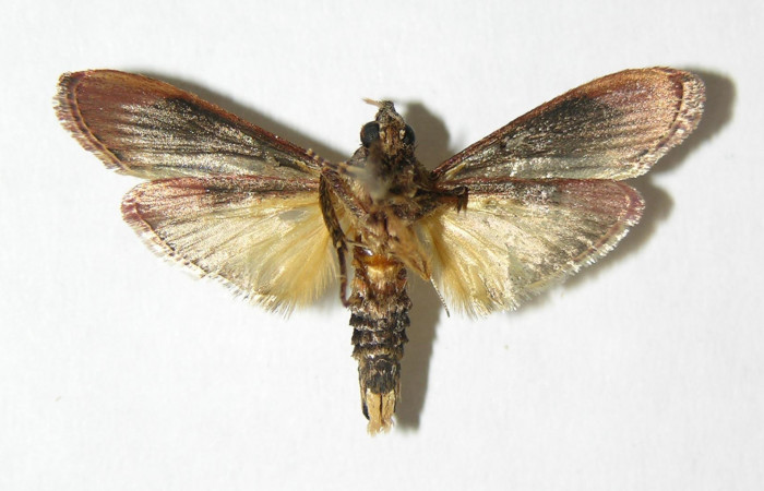 Figura 2. Adulto de <i>Tancoa</i> crinitaDHJ03 ,  vista ventral. Voucher (05-SRNP-42639-  DHJ343823)