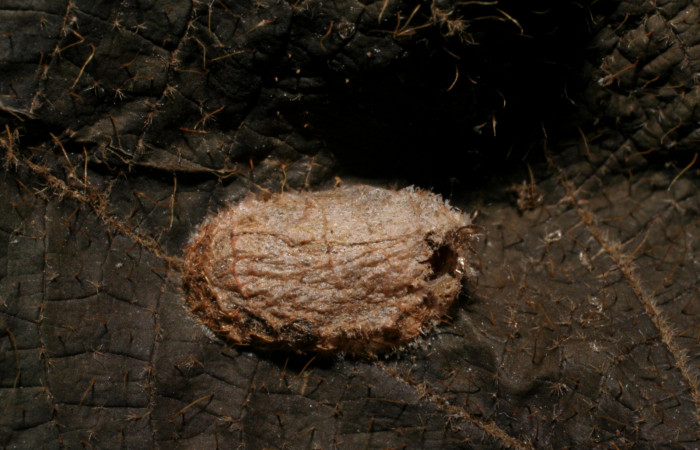 Fig. 16 Capullo de <i>Eiphosoma</i> Janzen08 de la familia Ichneumonidae, avispa parásita en  larva <i>Tancoa</i> crinitaDHJ04. Voucher 06-SRNP-41765-DHJ436625.jpg.