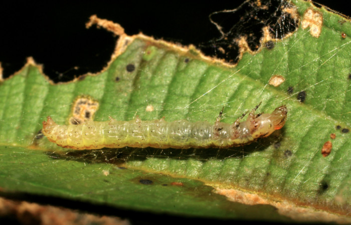 Fig. 8 Larva <i>Tancoa</i> crinita DHJ04, último estadio,  protegida con seda que ella misma produce. En  planta <i>Conostegia xalapensisde</i> la familia  Melastomataceae. Voucher 07-SRNP-30699-  DHJ418721.jpg