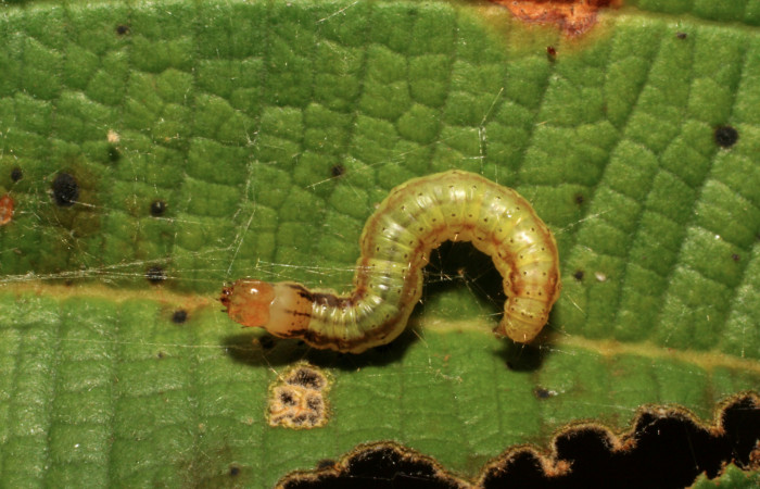 Fig. 7 Larva <i>Tancoa</i> crinita DHJ04, PU estadio,  protegida con seda que ella misma produce. En  planta <i>Conostegia xalapensisde</i> la familia  Melastomataceae. Voucher 07-SRNP-30699-  DHJ418722.jpg