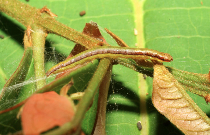 Fig. 10. Larva <i>Tancoa</i> crinitaDHJ03, Pyralidae, vista lateral.  Voucher (07-SRNP-30990-DHJ419730)