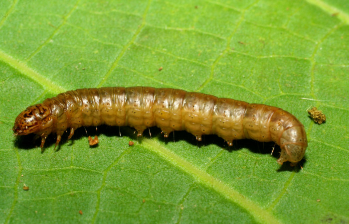 Fig. 9. Larva <i>Tancoa</i> crinitaDHJ03, Pyralidae, vista lateral. Voucher  (07-SRNP-32953-DHJ427306)