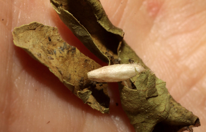 Figura 13. Capullo de <i>Apanteles</i> randallmartinezi de la familia Braconidae, parásito que ataca a la larva <i>Tancoa</i>  crinitaDHJ03. (Voucher 09-SRNP-42777-DHJ476481.jpg).