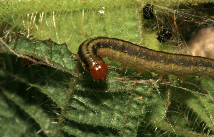 Figura 12. Larva <i>Tancoa</i> crinitaDHJ04, Pyralidae, último estadio,  vista cabeza. En Planta <i>Clidemia hirta</i> de la familia  Melastomataceae. Voucher (09-SRNP-799-DHJ450390.jpg)