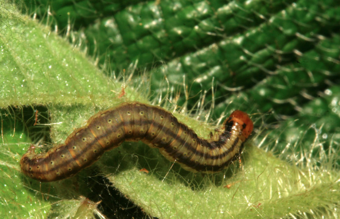 Figura 11. Larva <i>Tancoa</i> crinitaDHJ04, Pyralidae, último estadio,  vista dorsal. En Planta <i>Clidemia hirta</i> de la familia Melastomataceae.  Voucher (09-SRNP-799-DHJ450391)