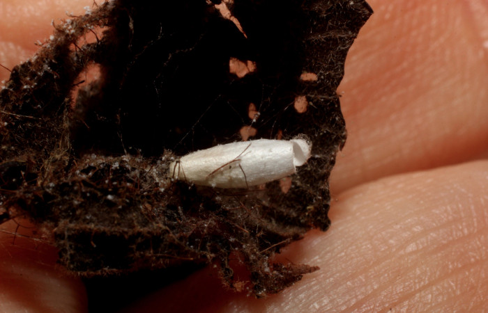 Figura 14. Capullo de Braconidae, <i>Apanteles</i> randallmartinezi, parásito que ataca a la larva  <i>Tancoa</i> crinitaDHJ04 (11-SRNP-41311-DHJ800775).