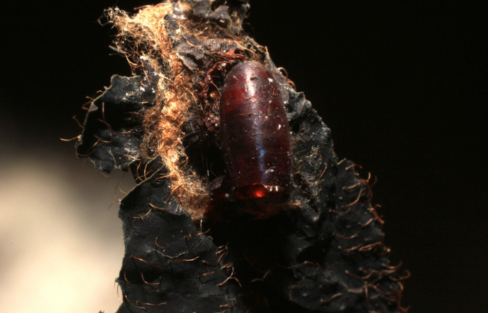 Fig. 15 Pupario <i>Lixophaga</i> Wood04DHJ02, (Tachinidae), mosca parásita en larva <i>Tancoa</i>  crinitaDHJ04. Voucher 11-SRNP-4634-DHJ800601.jpg.