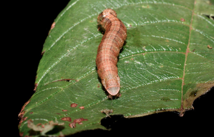 Fig. 10 Larva <i>Carthara</i> abruptaDHJ02, Pyralidae mostrando la parte trasera. Voucher: 09-SRNP-57986-DHJ466712.jpg.