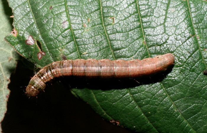 Fig. 11 Larva <i>Carthara</i> abruptaDHJ02, Pyralidae mostrando la parte dorsal. Voucher: 09-SRNP-57986-DHJ466715.jpg.