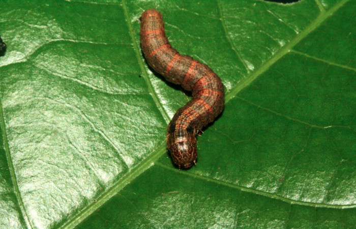 Fig. 12 Larva <i>Carthara</i> abruptaDHJ03, Pyralidae <i>Celastrus vulcanicolus</i>, (Celastraceae). Voucher: 10-SRNP-2292-DHJ470601.jpg.