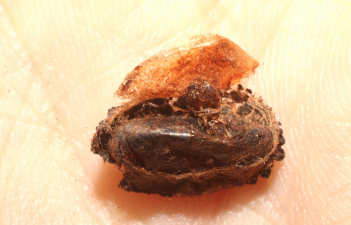 Fig.15 Prepupa Braconidae, <i>Heteropteron</i> Whitfield01 <i>Carthara</i> abruptaDHJ02. Voucher: 09-SRNP-57988-DHJ474188.jpg.